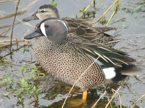 Blue-winged teal are among the waterfowl flying north now. The white crescent on the male?s face is distinctive. The female has a mottled brown look. Both have blue wing patches that may be seen in flight. Paul Nicholson Special to QMI Agency