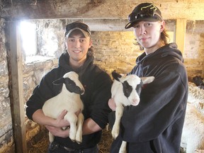 Brian and Craig Voith hold a couple of the lambs they are raising at the farm they share with their parents near Battersea. (Michael Lea The Whig-Standard)