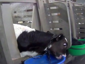 Deprived of its mother, a calf suckles the edge of a bucket. (Photo Courtesy Mercy for Animals & CTV)