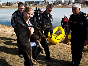 Amy Buijze, a veterinary technician with Animal Care and Control, carries an exhausted dog during a dog rescue near 59 Street and 158 Avenue in Edmonton, Alta., on Monday, April 21, 2014. A dog was trapped on the ice since 6 am; rescuers finally coaxed the dog onto shore shortly before noon. Codie McLachlan/Edmonton Sun