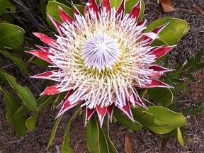 During her recent stay in South Africa, Eve D'Aeth was fortunate to find a giant protea, South Africa's national flower, in bloom during one of her walks.
Photo by Eve D'Aeth