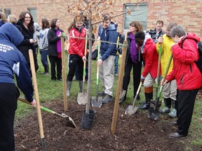 Students at London's Catholic Central plant a tree as part of an Earth Day initiative teaming up ReForest London with the city's high school students. (BRIAN WISHART, special to The London Free Press)
