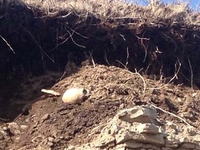 Human bones are exposed along the coast of Cape Breton Island due to erosion at coastal cemetery in this undated handout photo. The oldest grave, which has been moved back three times, is from 1878. Handout/QMI Agency