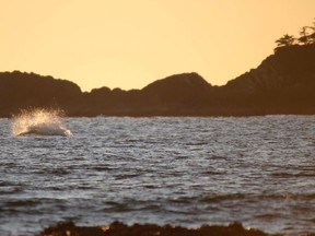 A whale hunts in the shallow waters near Chesterman Beach at Tofino, B.C. in this Feb. 24, 2011 file photo. (MIKE DREW/QMI AGENCY)