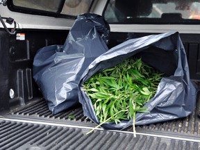 Quebec provincial police dismantled marijuana grow operations at 40 locations across the province on April 23, 2014. (AURELIE GIRARD/QMI Agency)