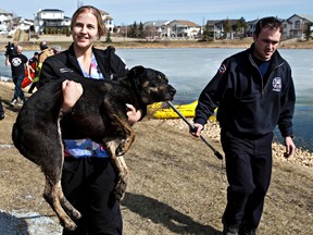 Amy Buijze, a veterinary technician with Animal Care and Control, carries an exhausted dog during a dog rescue near 59 Street and 158 Avenue in Edmonton, Alta., on Monday, April 21, 2014. A dog was trapped on the ice since 6 am; rescuers finally coaxed the dog onto shore shortly before noon. Codie McLachlan/Edmonton Sun/QMI Agency