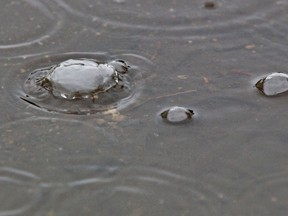 Falling rain creates bubbles in a puddle. (FILE PHOTO)