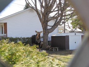 A young cow moose is seen through the fence lattice standing in the backyard of a north Orillia home Thursday morning. The moose wandered into town overnight and entered the Peter Street North yard through an open section on the south side of house and appeared calm as people took photos. (GISELE WINTON SARVIS/THE PACKET & TIMES)