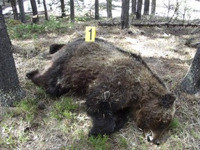 Poached grizzly near Blairmore
Photo courtesy of Alberta Justice and Solicitor General