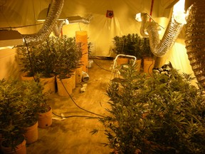 On April 24, 2014, RCMP raided a grow op in the RM of Coldwell and seized 133 plants. (HANDOUT)