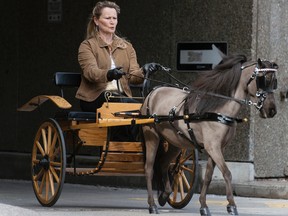 Patty Newton shows off her six year-old miniature horse Jill at the National Arts Centre on Friday morning. Sarah Taylor/Ottawa Sun/QMI Agency