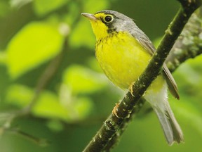 The Canada warbler is on the endangered species list. (QMI Agency file photo)