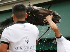 Kentucky Derby winner Orb gets a post-workout bath after a little track work in preparation for the upcoming 138th running of the Preakness Stakes at Pimlico Race Course in Baltimore, Maryland, May 16, 2013. The Preakness Stakes, the second leg of U.S. thoroughbred racing's Triple Crown, will be held on Saturday. REUTERS/Jonathan Ernst (UNITED STATES - Tags: SPORT HORSE RACING)