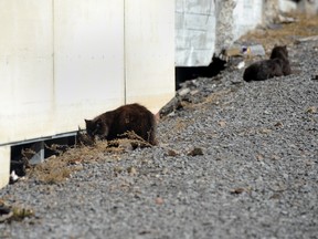 Cats are pictured near Hotel-Dieu hospital. (SIMON CLARK/QMI Agency)