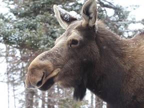 A female moose. (Mike Dembeck/QMI AGENCY FILE PHOTO)
