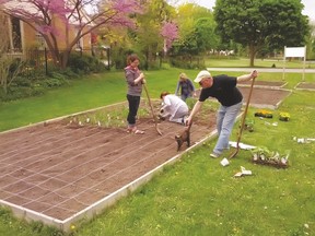 St. Andrew Memorian Anglican Church's community gardens provide a source of healthy, fresh food to St. Paul's Social Services through volunteers like Helder de Freitas. (Photo submitted)