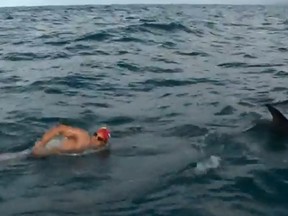 British open water swimmer Adam Clark said a pod of dolphins escorted him along New Zealand's Cook Strait, reportedly protecting him from a great white shark.
(Screengrab from Youtube.)