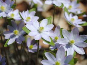 ambton Wildlife will be holding a native plant sale this weekend in conjunction with Return the Landscape. Some of the plants available include Hepatica (pictured), New Jersey Tea, Bloodroot, Large Flowered Bellwort and 
Woodland Sunflower. (SUBMITTED PHOTO)