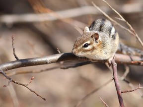 Gino Donato/The Sudbury Star
A chipmunk basks in the warm sun on a tree at Bell Park, before the rains hit the Sudbury area. The forecast for the reast of the week calls for rain.