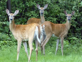 Three deer close to bushes at The Windsor Park Golf Course. (Winnipeg Sun files)