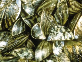 Zebra mussels.