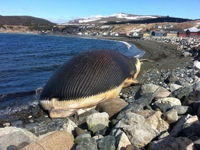 The bloated carcass of a blue whale is pictured on the beach in Trout River, N.L. in this undated photo. Despite photos showing people getting up close, there are concerns the whale is about to burst. (Doris Sheppard/QMI Agency)