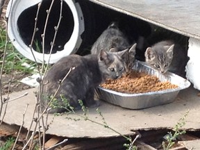 There are up to 8,000 feral cats in various colonies in Kingston.