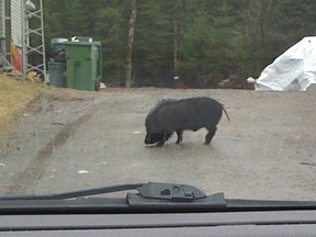 A wild animal, either a wild boar or a Thai pig — was spotted and photographed sniffing around a driveway on Lac Clair Road near Val-des-Monts, about 40 km north of Ottawa.