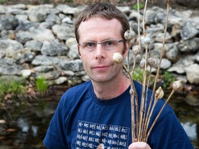 Western University researcher Brent Sinclair displays goldenrod galls at his home in London on Thursday. The goldenrod gall fly lays eggs in goldenrod stem. Its larva is able to modify its fat to withstand winter temperatures. (DEREK RUTTAN/The London Free Press)