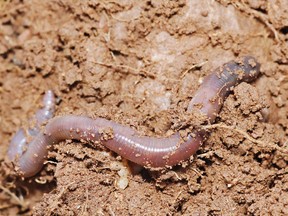 Earthworms are citizens of the soil