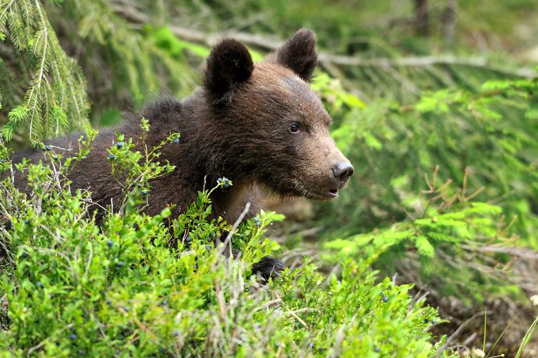 Boo Boo the bear cub bites 14 university students, sparks rabies scare ...