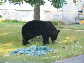 The spring bear hunt is now underway in eight wildlife management units from Timmins west to Thunder Bay. The Ministry of Natural Resources’ pilot project is intended to reduce conflicts between humans and nuisance bears in response to concerns expressed by northern municipalities following cancelation of the spring hunt in 1999. File PHOTO/Daily Miner and News