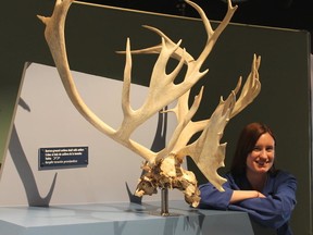 Kathryn Farr-Simon, Science Communicator at Science North, beside authentic caribou antlers displayed in the Arctic Voices exhibit.
