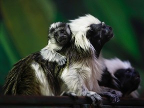 A month-old cotton-top tamarin, a species of monkey which originates from South America, is seen with its parents at their enclosure in the Biblical Zoo in Jerusalem August 17, 2012. REUTERS/Amir Cohen
