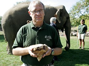 Dr. Milton Ness hold Lucy's tooth, the resident Asian elephant at Edmonton's Valley Zoo, during a press conference where the City of Edmonton announced the findings of a third party examination of the elephant by Dr. James Oosterhuis. The exam concluded that Lucy would not be able to be safely relocated due to her current respiratory issues.