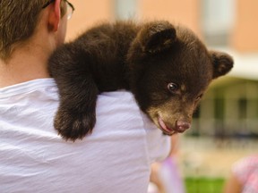 A two-month-old bear cub named Boo Boo is held by a student at Washington University in St. Louis, Mo., in this handout picture taken April 26, 2014. (REUTERS/Mary Gail Richardson/Handout via Reuters)