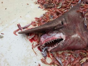 A goblin shark was caught off the coast of Florida. (Photo by Carl Moore, courtesy of NOAA)