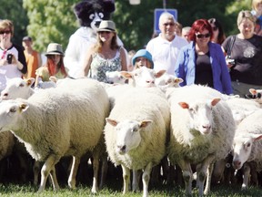 Fort Saskatchewan residents participate in their biannual Sheep walk through downtown Fort Saskatchewan.