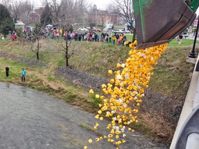 An eager crowd watches the 1,000 rubber ducks get dumped off the Huron Road bridge. ANDY BADER/MITCHELL ADVOCATE