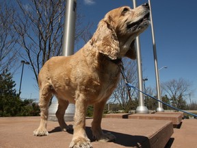 This older Cocker Spaniel was brought in to the 10th Line police station in Orléans on Monday morning. After a public appeal in the Sun, it's owner claimed the dog, called 'Honey', on Wednesday. Doug Hempstead/Ottawa Sun