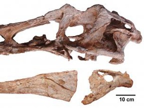The image shows the skull of Qianzhousaurus, dubbed the Pinocchio rex. It was discovered recently in southern China. (Junchang Lu/Handout/QMI Agency)