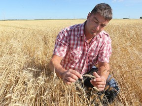 Dugald-area farmer Edgar Scheurer examines his wheat crop in this file photo. The Manitoba economy is expected to grow by 2.2% in 2014, thanks in large part to its agriculture sector. (BRIAN DONOGH/WINNIPEG SUN FILE PHOTO)