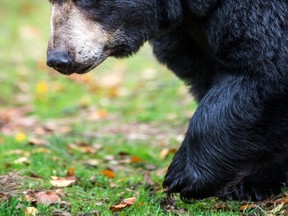 File photo of a black bear. (EDMONTON SUN FILE PHOTO)