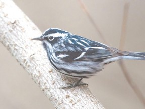 The well-named black-and-white warbler can now be seen at Point Pelee National Park and in forests across Southwestern Ontario. This pretty bird behaves like a nuthatch or creeper, crawling along tree trunks and limbs to find insects in the bark. (Steve Donnelly, Special to QMI Agency)