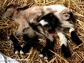 A baby goat born with eight legs is pictured in this YouTube screengrab.