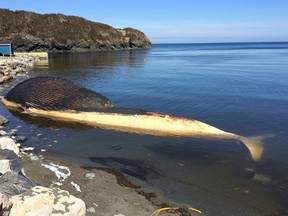 A rotting blue whale lies in shallow water after washing ashore in Trout River, Newfoundland, April 30, 2014, in this handout courtesy of NTV News.
REUTERS/Don Bradshaw/NTV News/Handout via Reuters