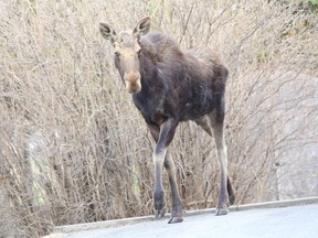 File photo of a moose wandering into a Minnow Lake neighbourhood. JOHN LAPPA/THE SUDBURY STAR