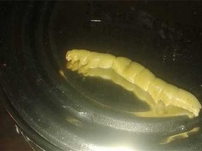 The 5 cm worm that Lina Corbin found in her can of peas. (YouTube screengrab)