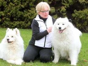Donna Henry of WINDOGS with her dogs Tara and Hudson in Winnipeg, Man. Thursday May 8, 2014. Henry says the city is making the Kilcona Park Dog Club jump through hoops to get signage placed. (Brian Donogh/Winnipeg Sun file)