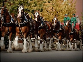 The famous Budweiser Clydesdales will be in Toronto this weekend at Rogers Centre and Queens Quay. Bring your camera for a selfie with one of these magnificent beasts!
